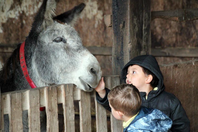 Picture representation of animal activities suitable for KS2 school residential trips