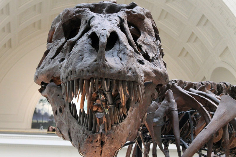 Picture of tyrannosaurus rex skeleton
