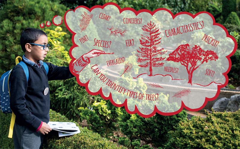 PrimarySchoolTrips.com annotated photo of school boy using tree identification resource